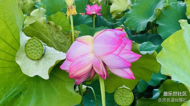 【記憶中的夏天】并蒂蓮