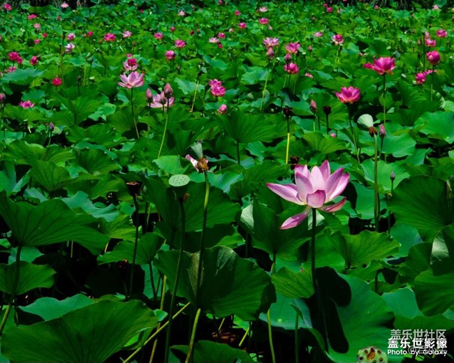 《精品大咖秀》 第九期: 新品就要來(lái)了