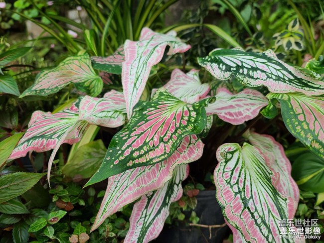 《精品大咖秀》 第九期: 新品就要來(lái)了