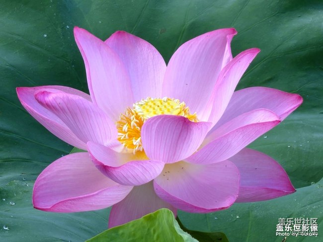 《精品大咖秀》 第九期: 新品就要來(lái)了