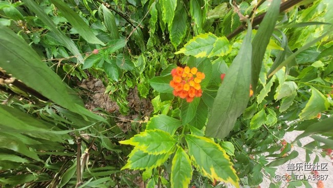 【夏季的花】五色梅