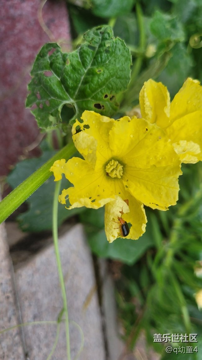 【夏季的花】絲瓜花