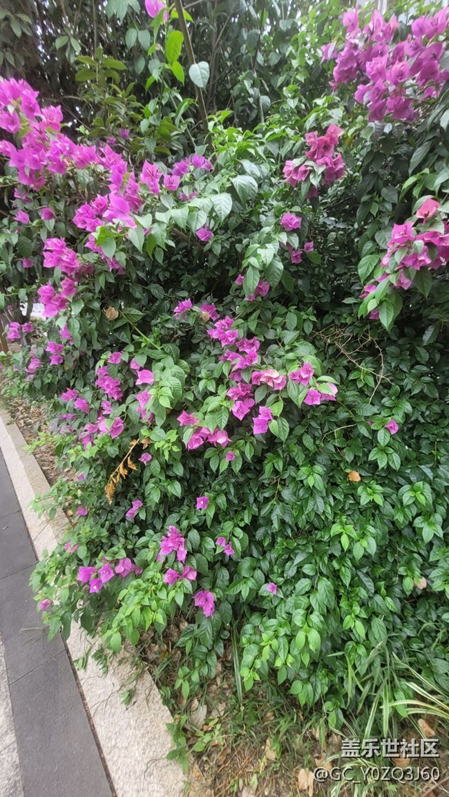 【夏季的花】葉子花