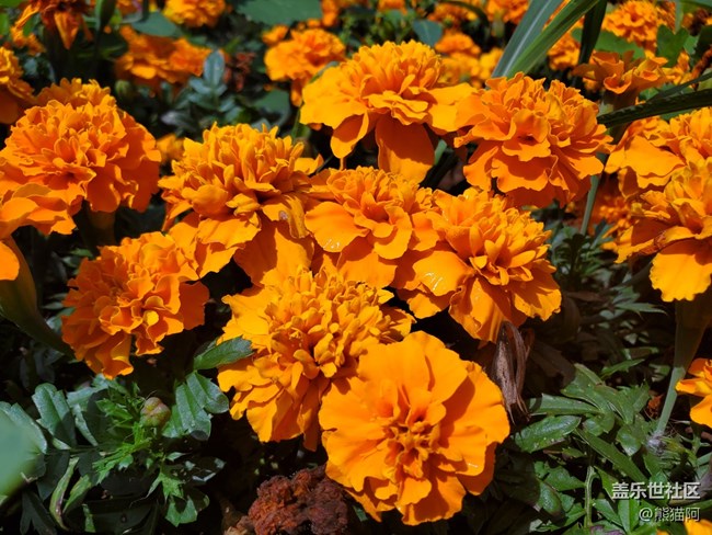 【盛夏光年】夏日花香