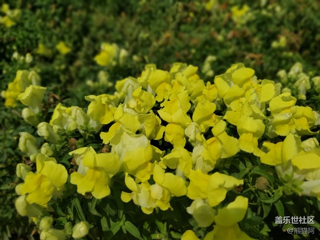 【盛夏光年】夏日花香