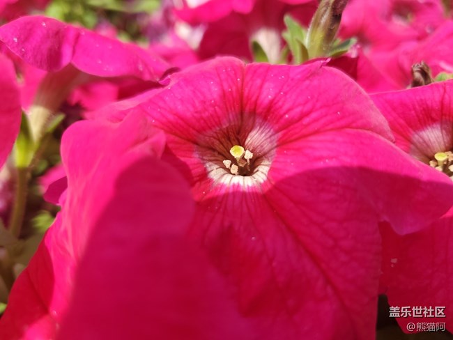 【盛夏光年】夏日花香