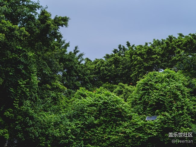 【火熱的夏天】只有樹木可以頂住烈日灼燒