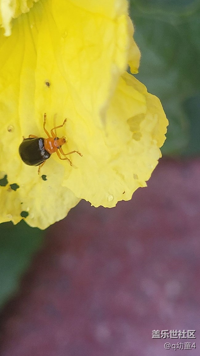 【夏季的花】絲瓜花