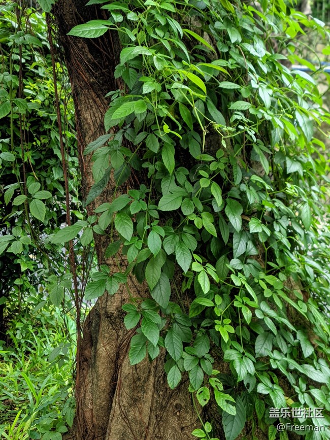 【火熱的夏天】只有樹木可以頂住烈日灼燒