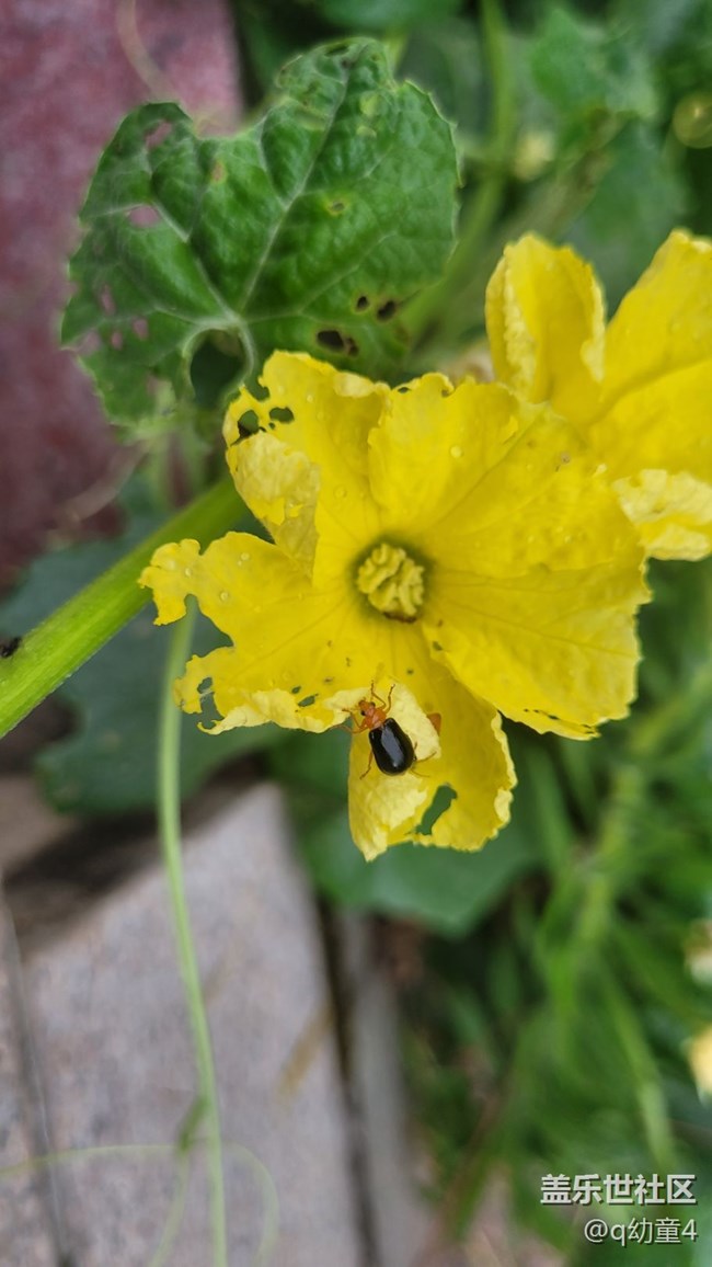 【夏季的花】絲瓜花