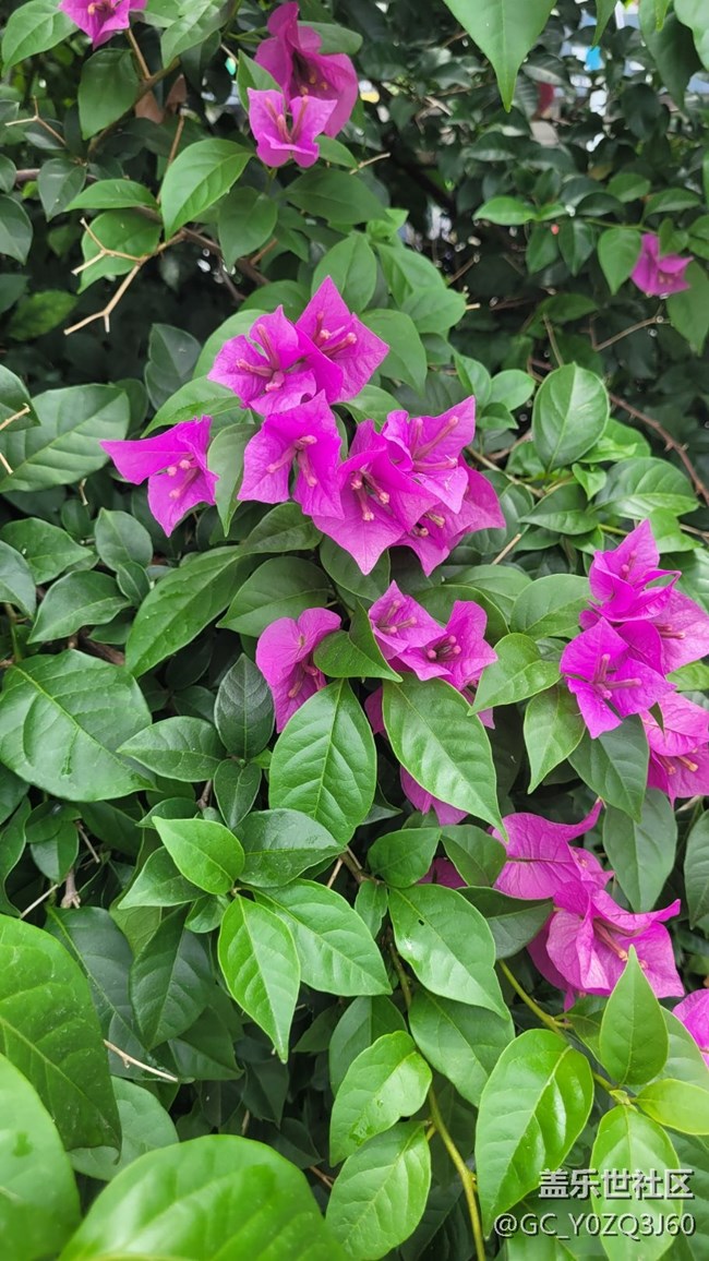 【夏季的花】葉子花