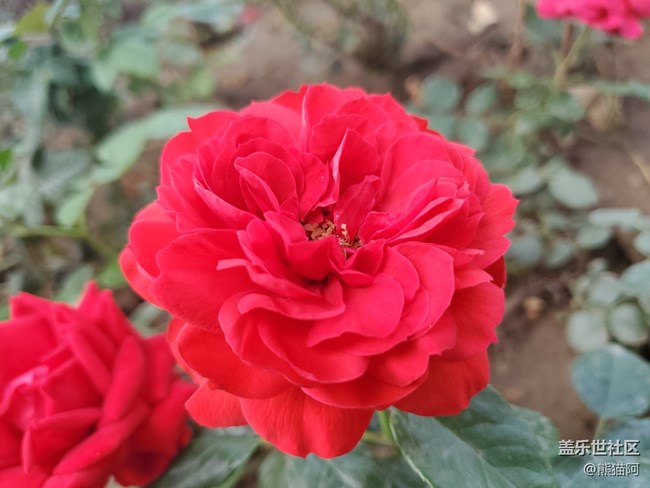 【盛夏光年】夏日花香