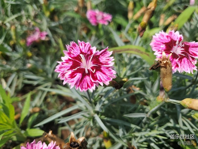 【盛夏光年】夏日花香