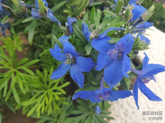 【盛夏光年】夏日花香