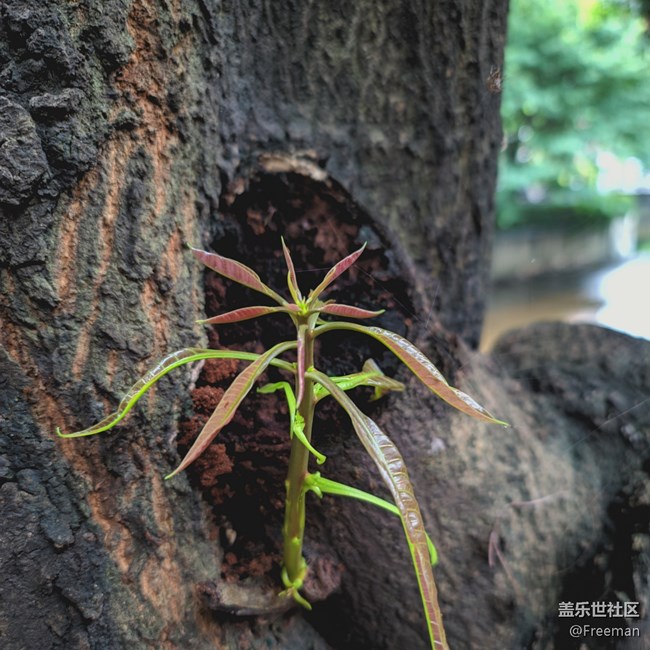 【火熱的夏天】只有樹木可以頂住烈日灼燒