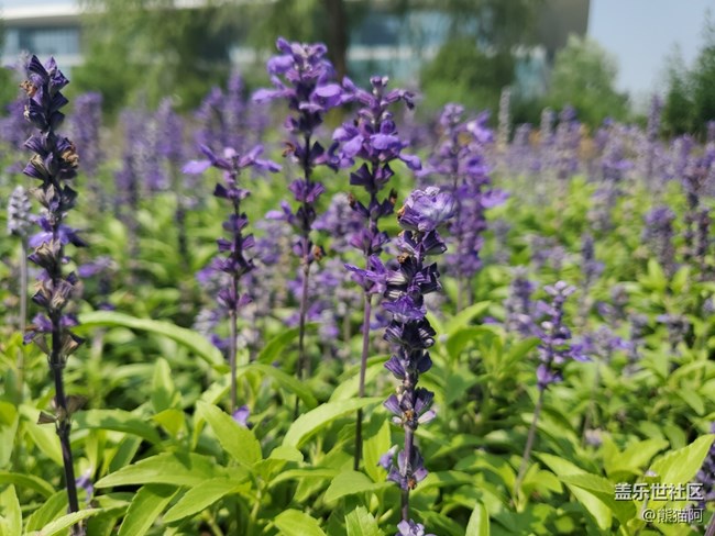 【盛夏光年】夏日花香
