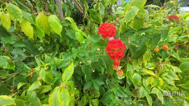 【夏季的花】五色梅