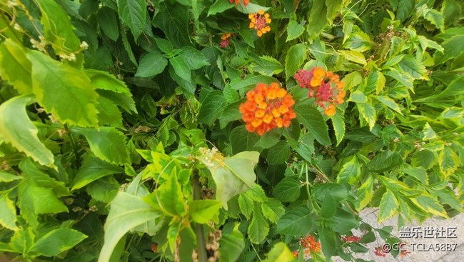 【夏季的花】五色梅