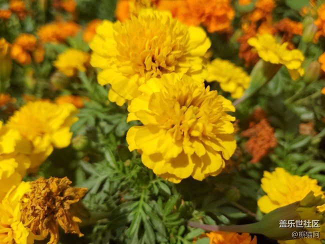 【盛夏光年】夏日花香