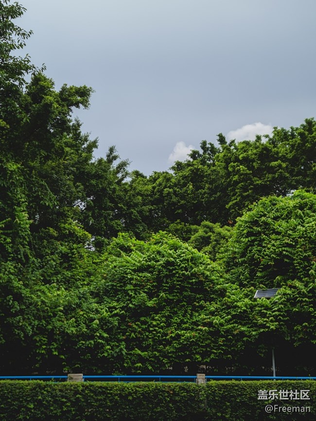 【火熱的夏天】只有樹木可以頂住烈日灼燒