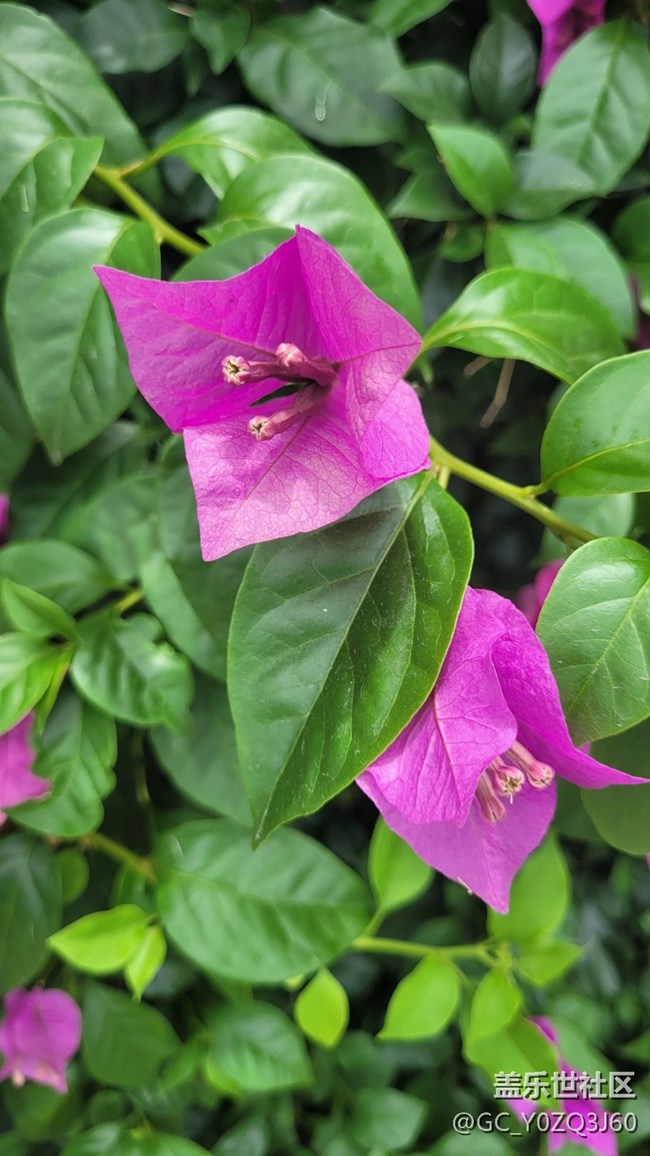 【夏季的花】葉子花