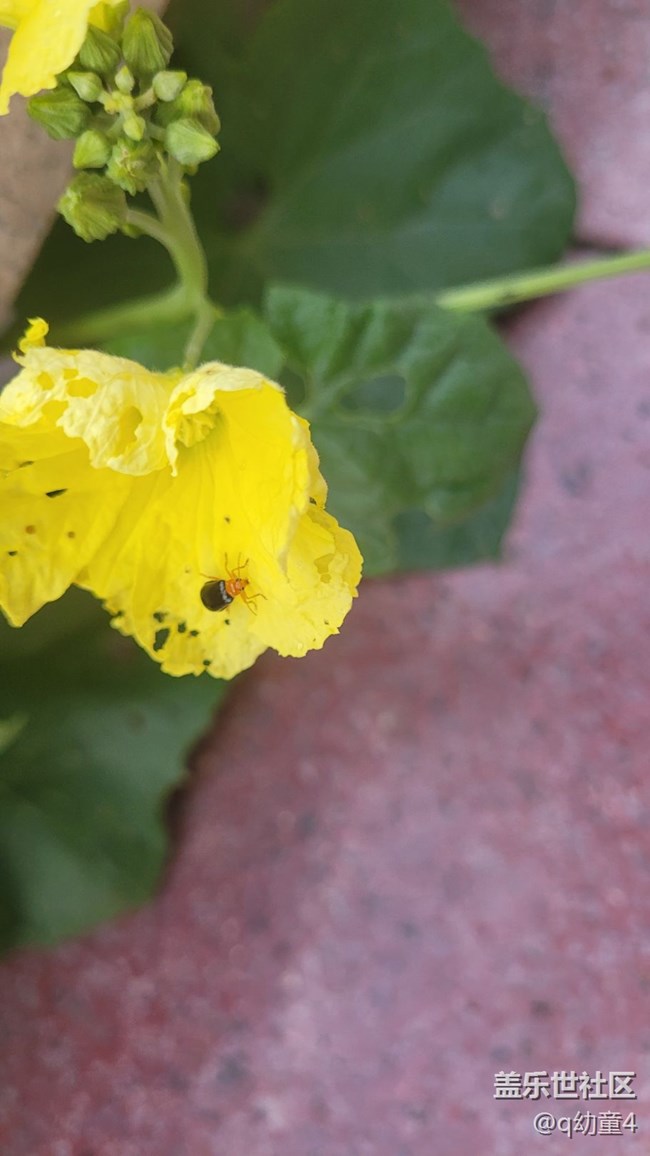 【夏季的花】絲瓜花