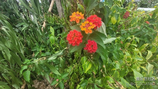 【夏季的花】五色梅