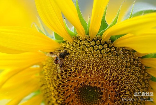 【夏季的花】三星手機(jī)之微距下的向日葵