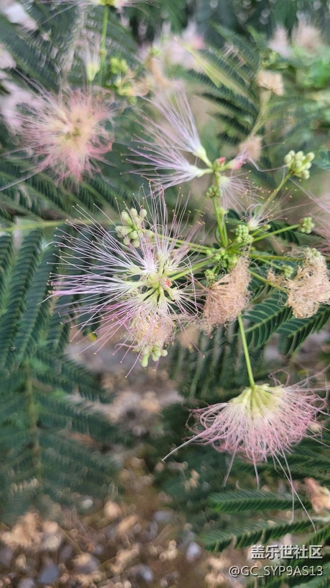 【夏季的花】絨花樹
