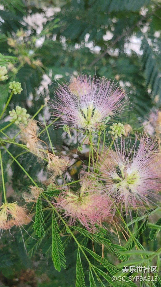 【夏季的花】絨花樹