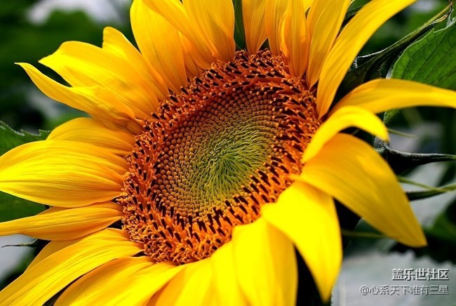 【夏季的花】三星手機(jī)之微距下的向日葵