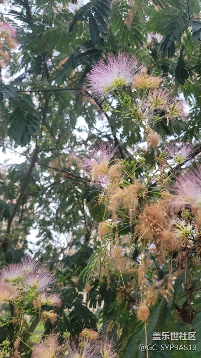 【夏季的花】絨花樹