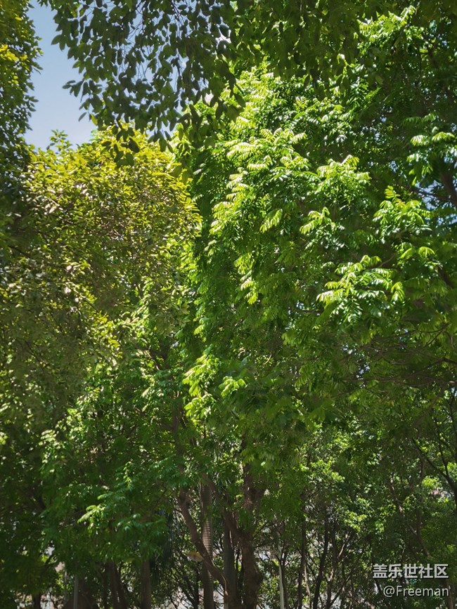 【火熱的夏天】曬熟的大樹 | 絢爛的夕陽