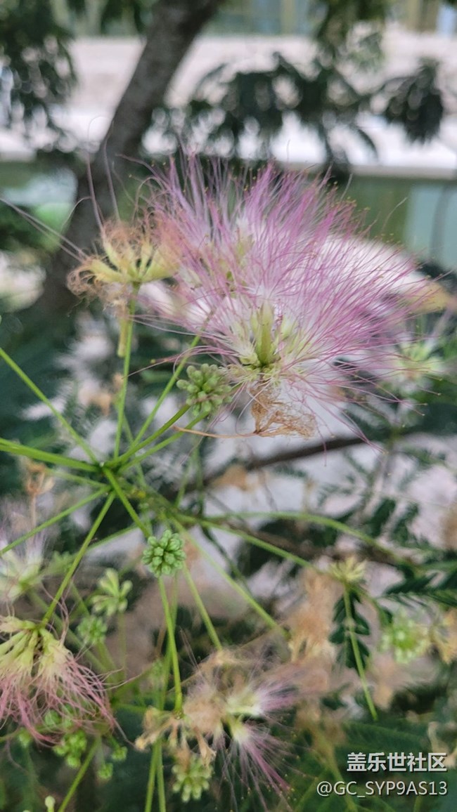 【夏季的花】絨花樹