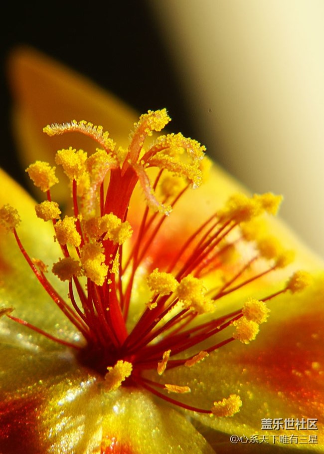 【夏季的花】三星手機(jī)之微距下的向日葵