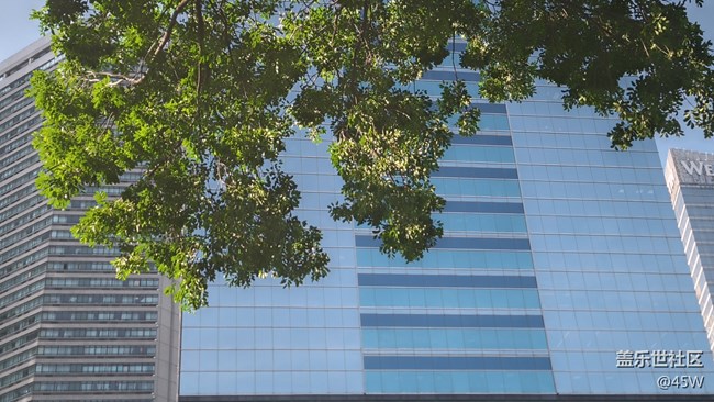 【火熱的夏天】綠油油的一片樹蔭