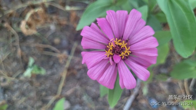 【夏季的花】百日菊