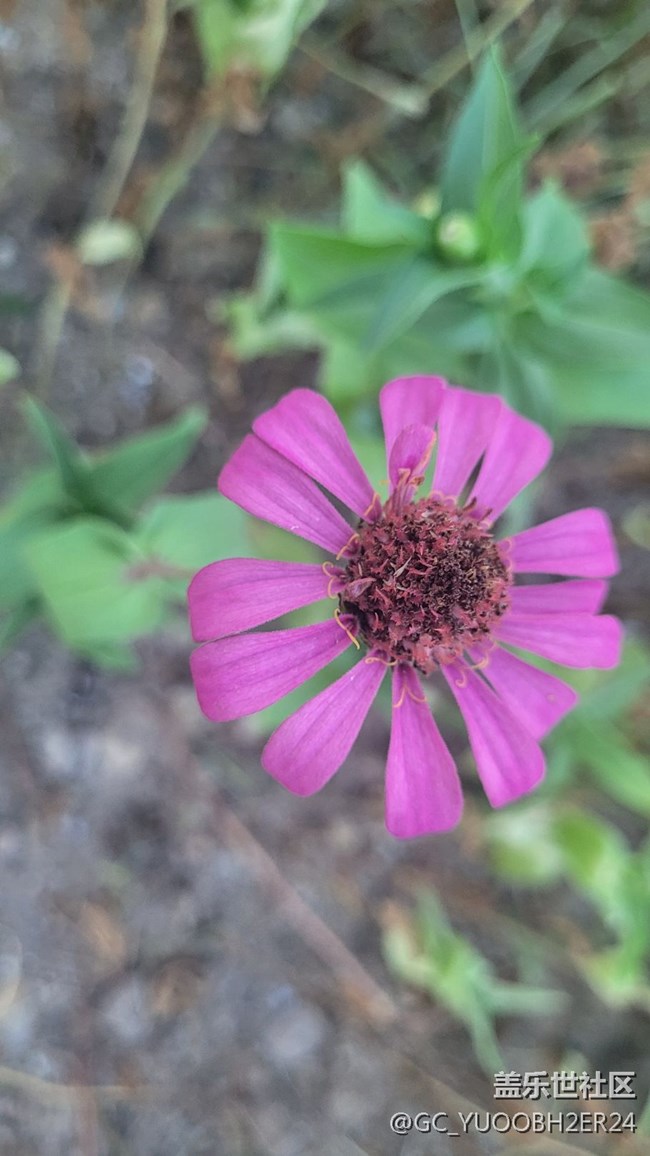 【夏季的花】百日菊