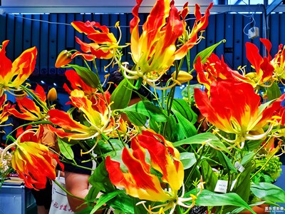 【多彩七月】+如火而浪漫