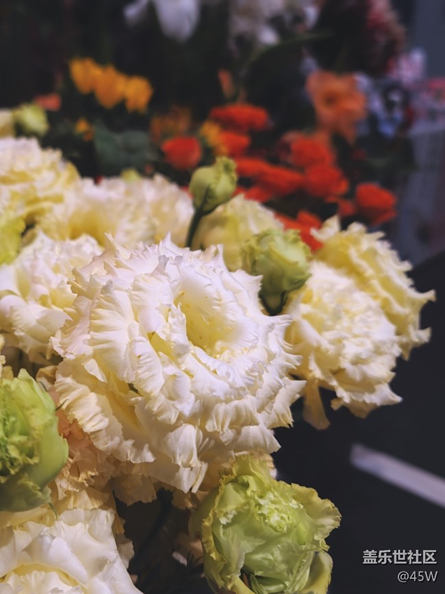 【記憶中的夏天】那些花兒