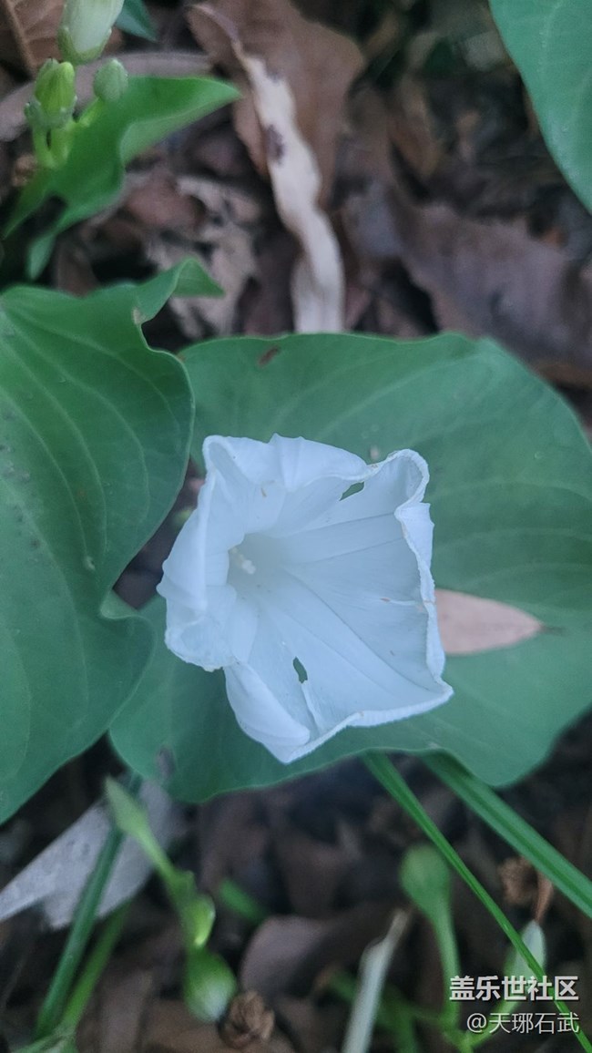 【夏季的花】菜花