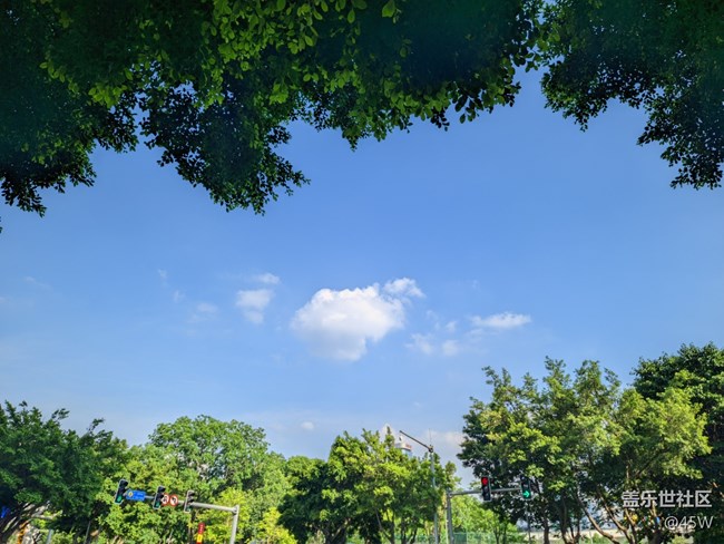 【火熱的夏天】綠油油的一片樹蔭