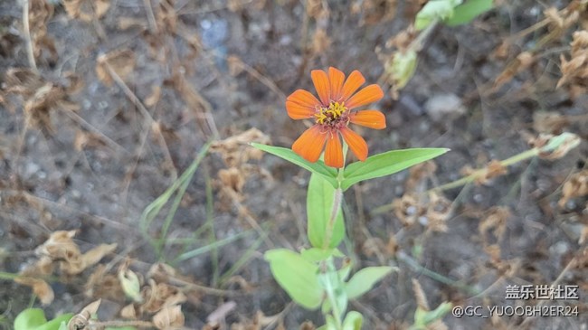 【夏季的花】百日菊