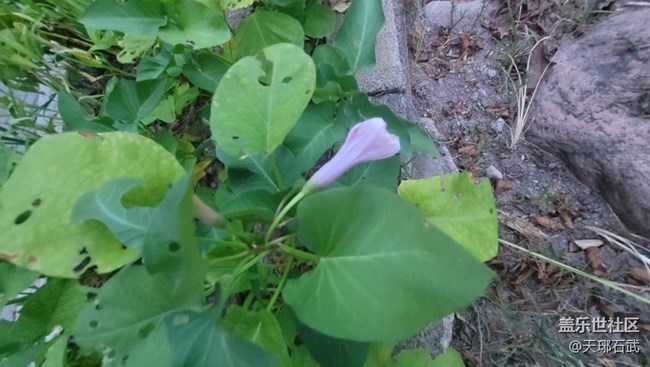 【夏季的花】菜花