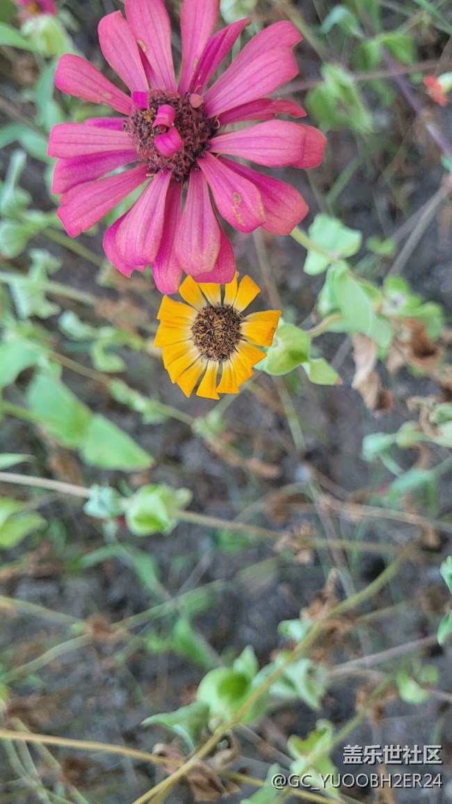 【夏季的花】百日菊