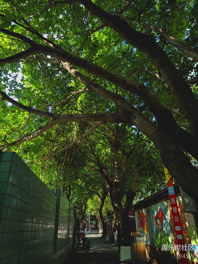 【火熱的夏天】綠油油的一片樹蔭