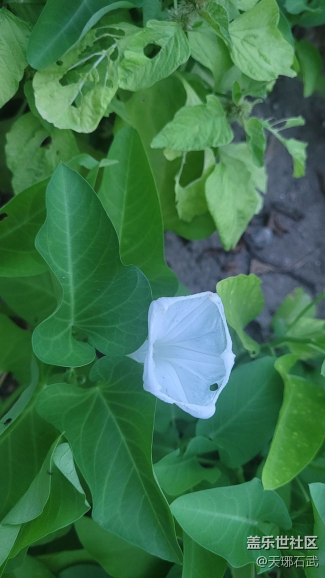 【夏季的花】菜花