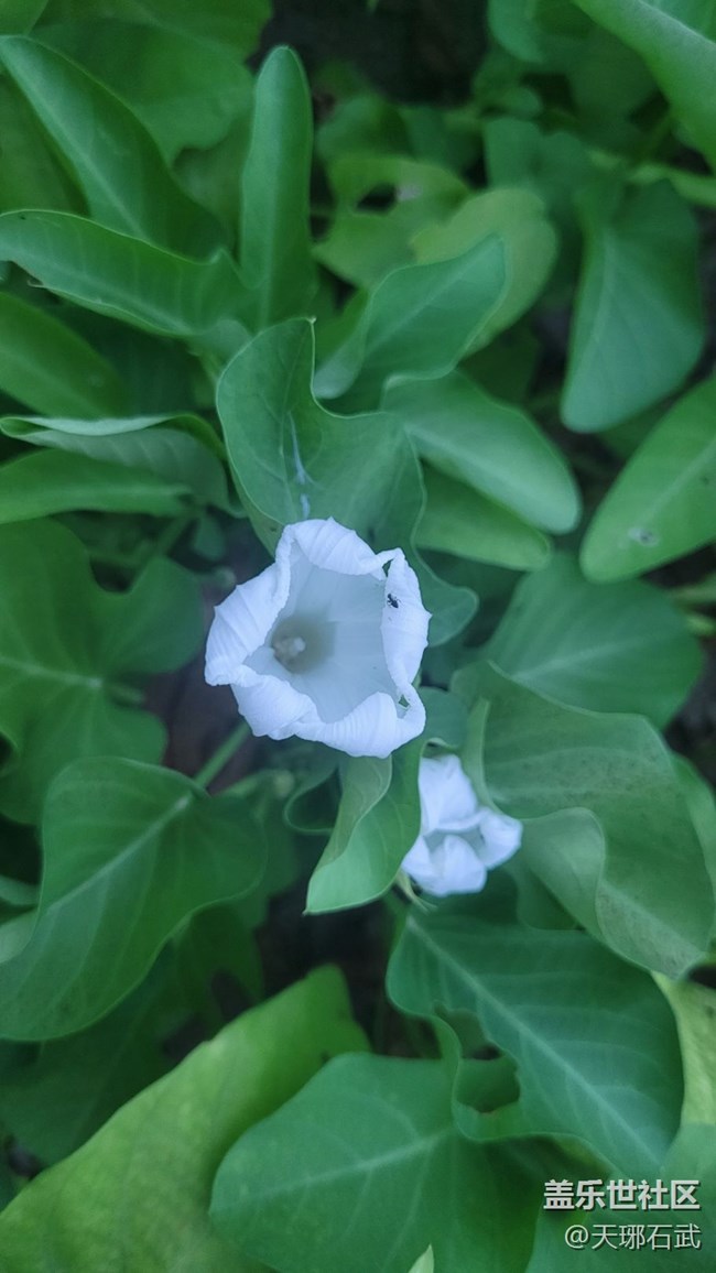 【夏季的花】菜花