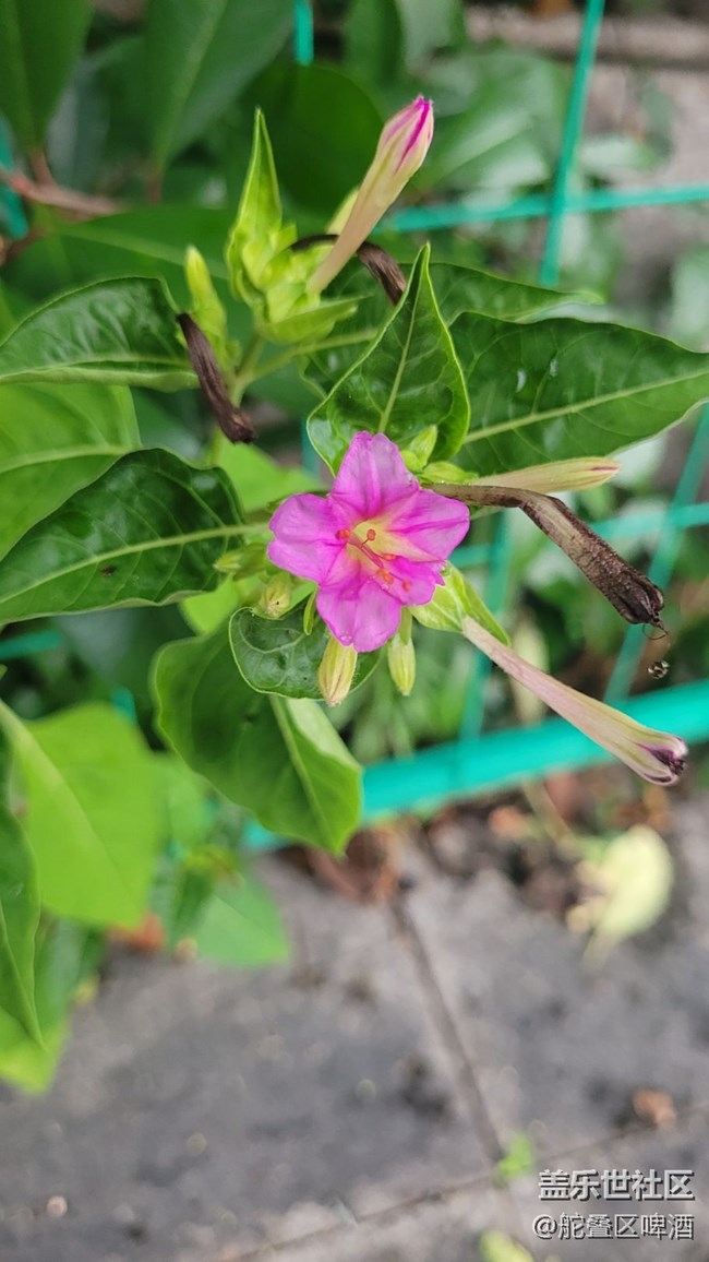 【夏季的花】小花