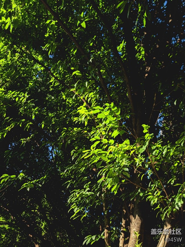 【火熱的夏天】綠油油的一片樹蔭